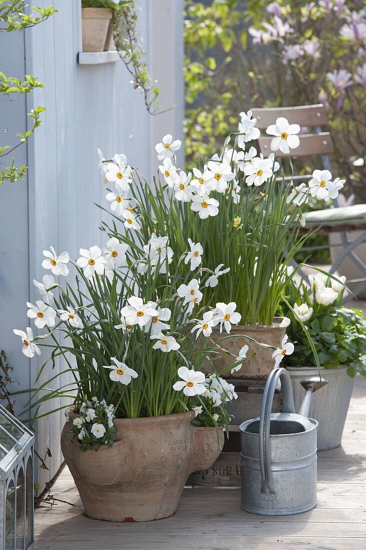 Narcissus poeticus (poet's daffodil) in terracotta pot and box