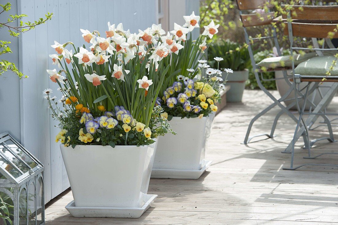 Narcissus 'Accent' (Narzissen), Viola cornuta 'Etain' (Hornveilchen)