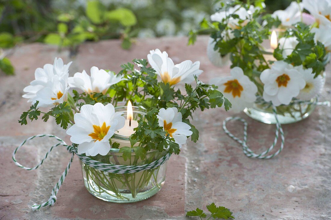 Windlicht mit Blüten von Primula acaulis (Primel) und Petersilie