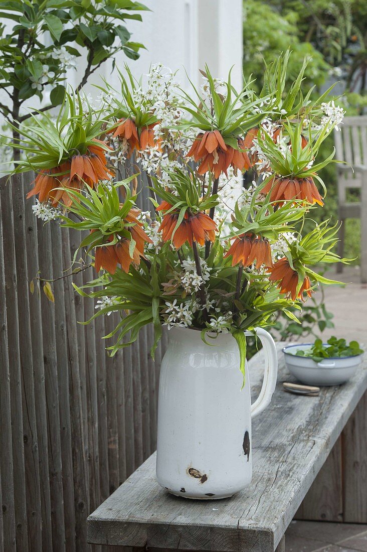 Bouquet of Fritillaria imperialis 'Aurora' (Imperial Crown) and Amelanchier