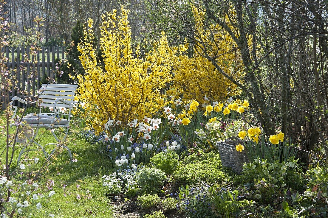 Spring bed with Forsythia 'Lynwood' (gold bells), Narcissus