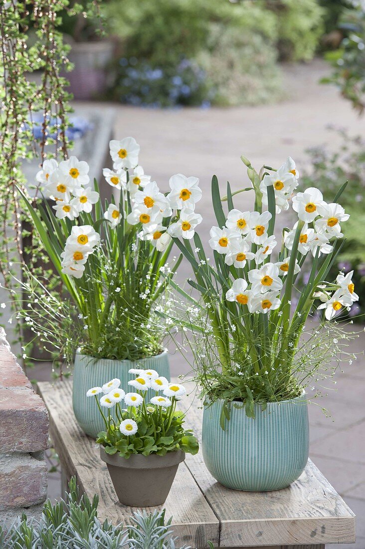 Turquoise pots with Narcissus 'Geranium' (daffodils) and Androsaceae