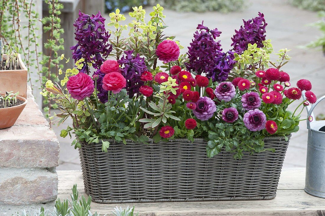 Korbkasten mit Hyacinthus 'Woodstock' (Hyazinthen), Ranunculus