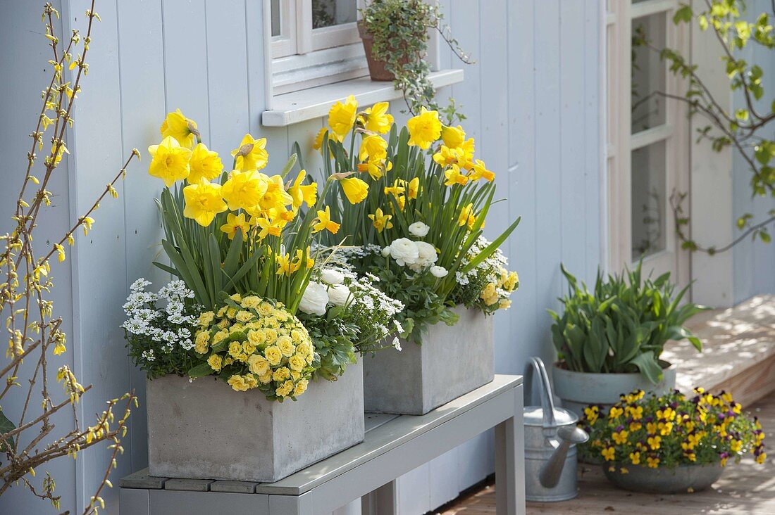 Grey boxes planted yellow and white: Narcissus 'Yellow River', 'Jet Fire'