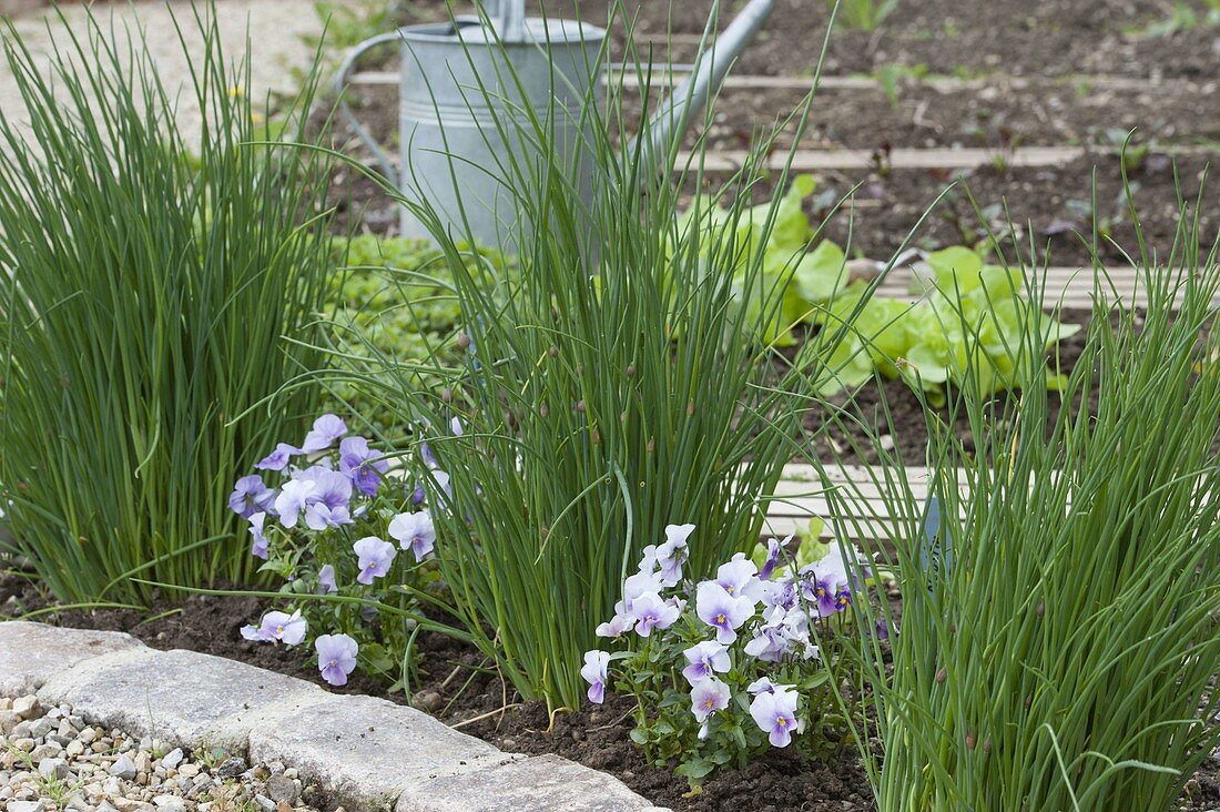Chives and horned violets in organic garden