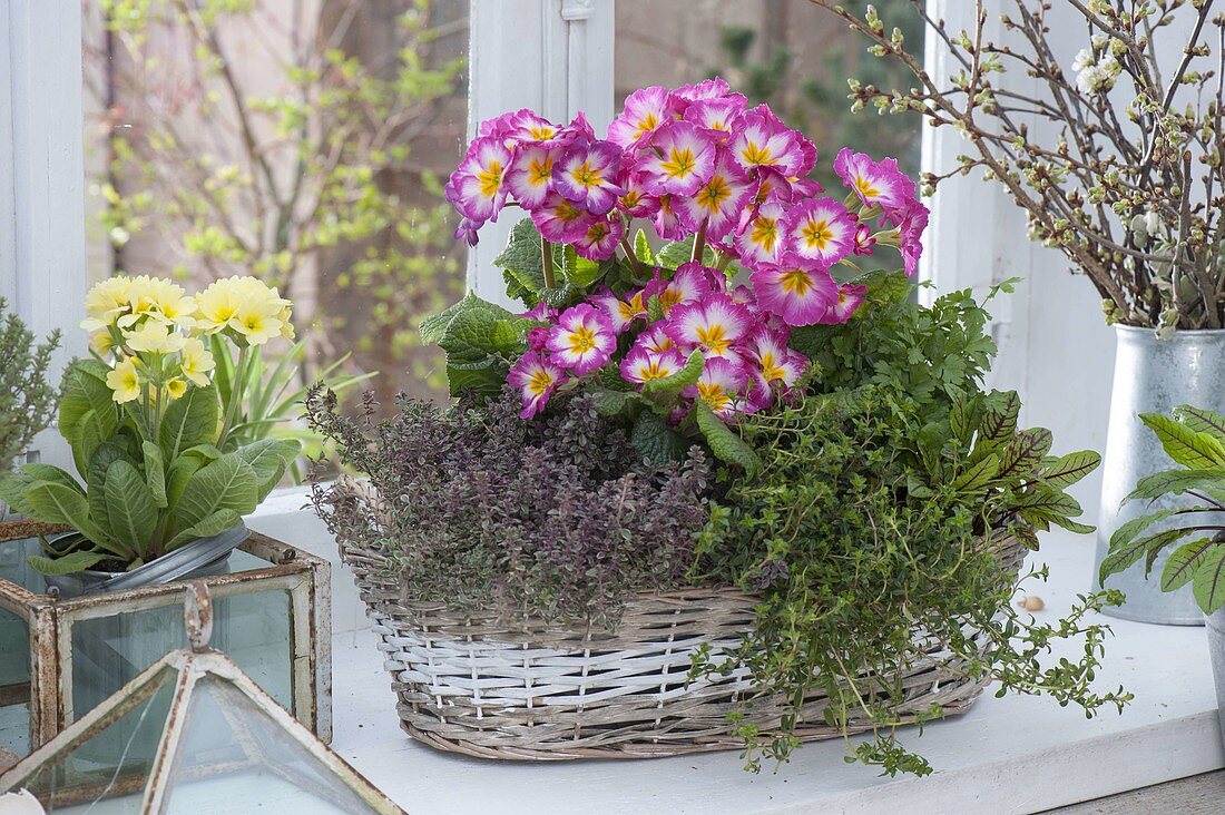 Korbkasten mit Primula elatior (Hohen Primeln) , Thymian (Thymus)