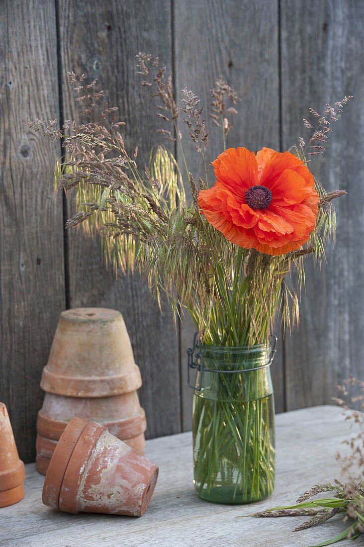 Papaver orientale 'Harvest Moon' with meadow grasses