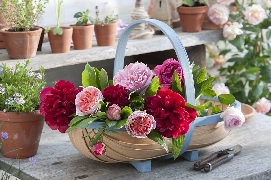 Spank basket with freshly cut paeonia and roses