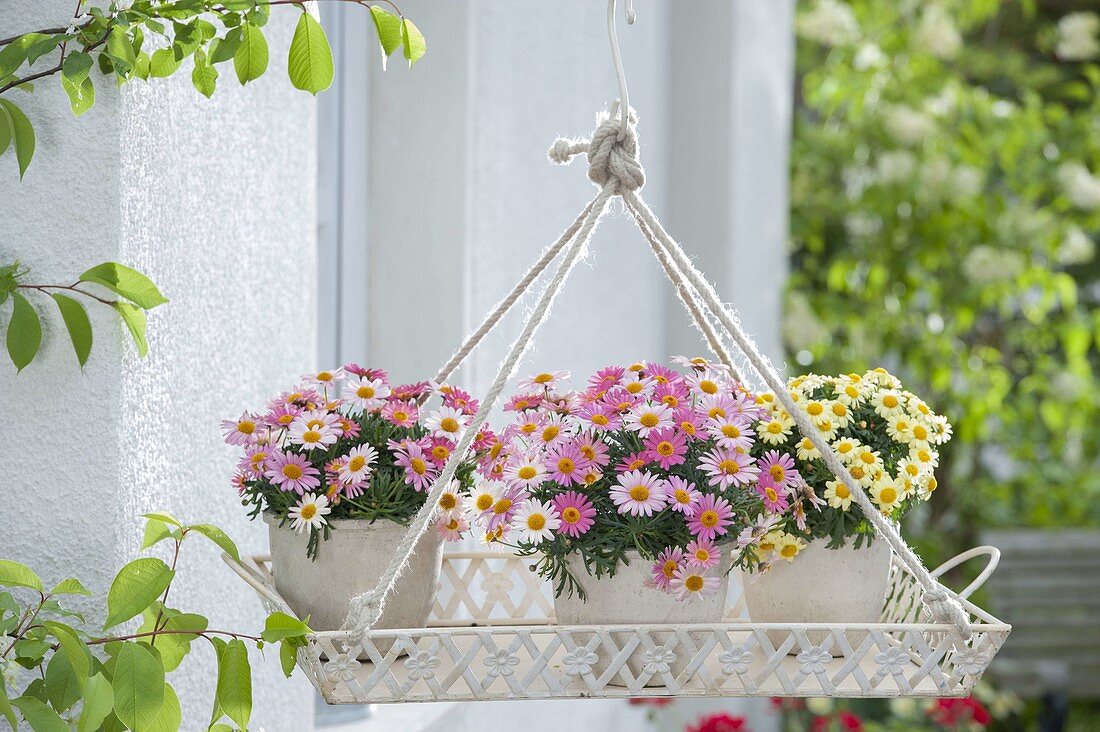Tray hung as a flower basket with Argyranthemum frutescens