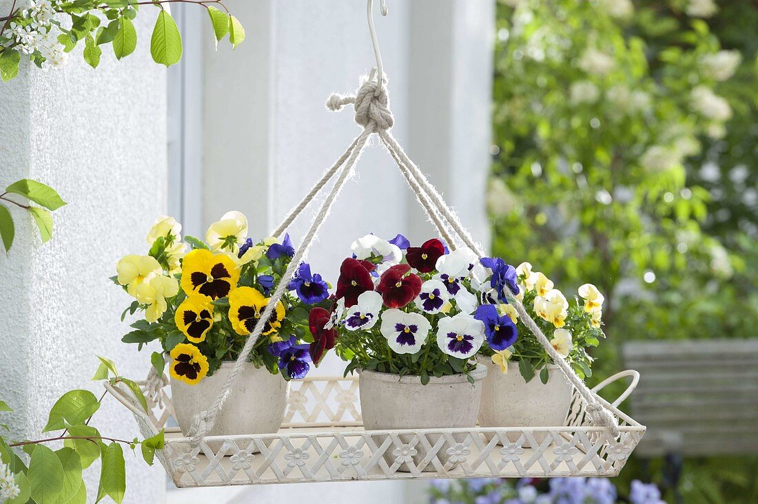 Tray hung as a hanging basket with colourful Viola wittrockiana
