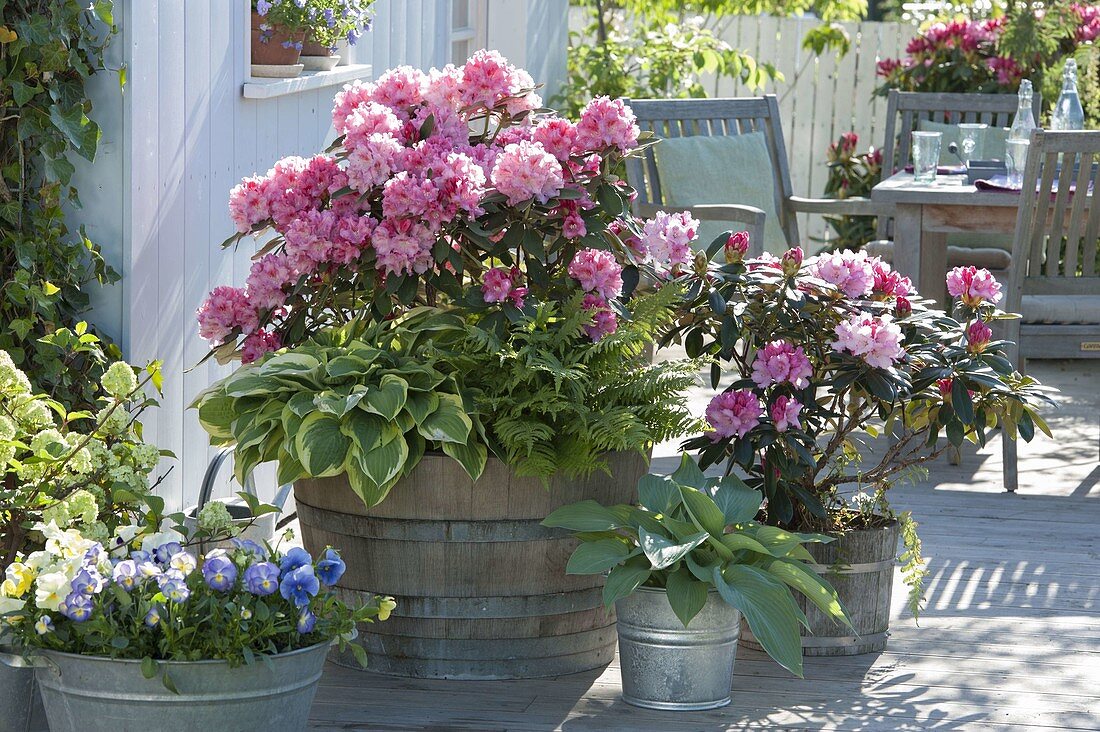 Rhododendron 'Milano' (Alpenrose), Hosta 'Wide Brim' 'Blue Angel' (Funkien)