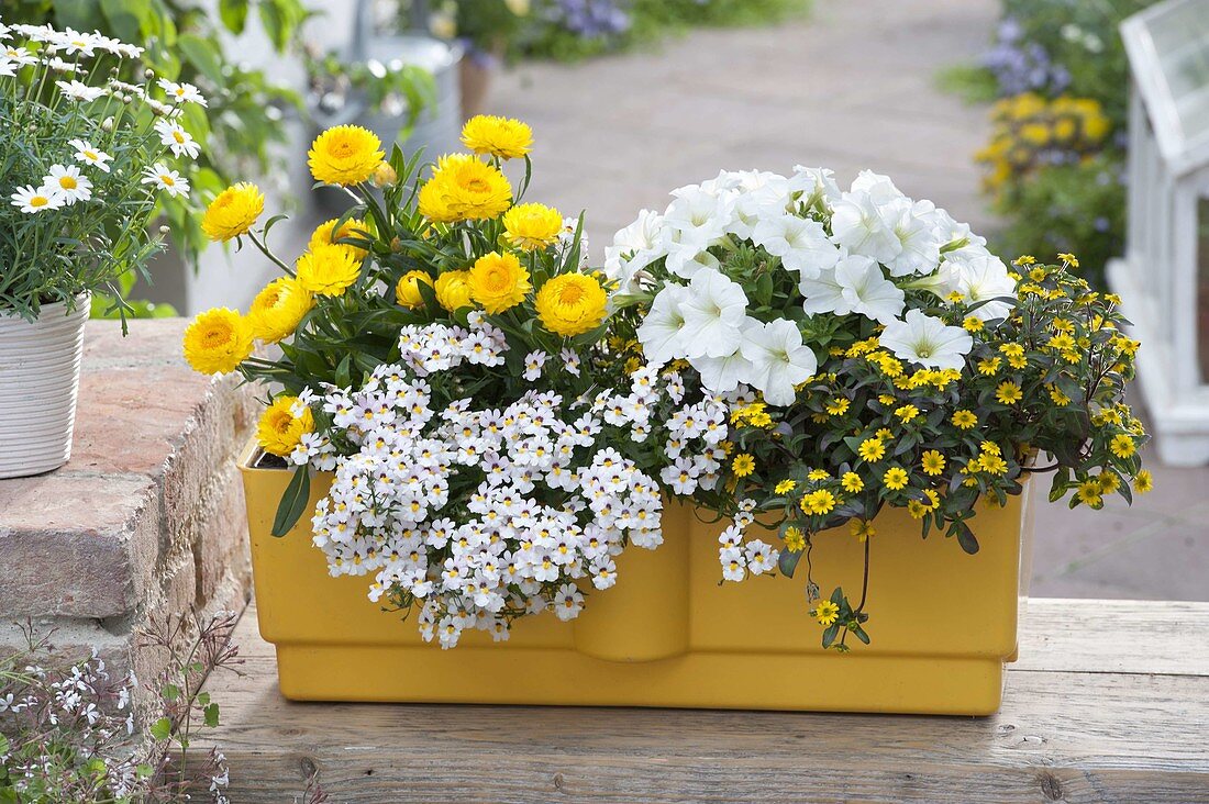 Weiß - gelber Wasserspeicherkasten mit Bracteantha 'Totally Yellow'