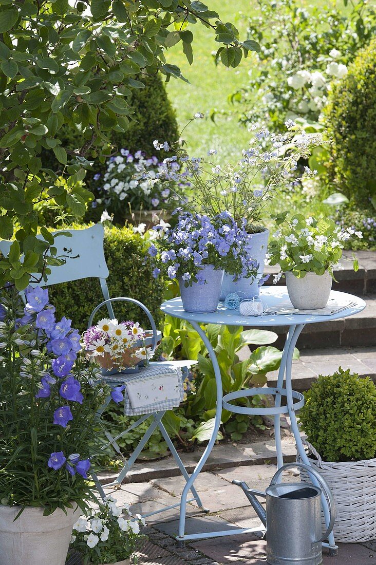 Kleine Terrasse mit blauem Tisch und Stuhl, Viola cornuta 'Blue' (Hornveilchen)
