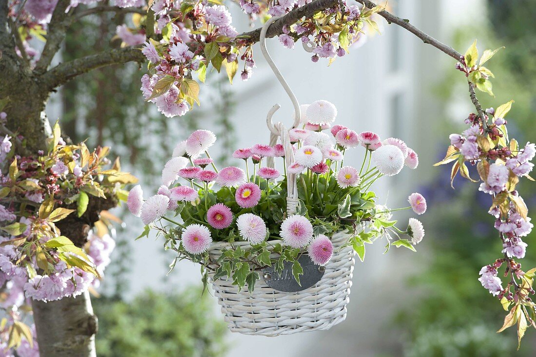 Basket with Bellis Tasso 'Strawberry & Cream' and Hedera