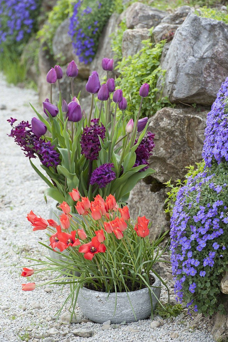 Pots with Tulipa humilis 'Lilliput' 'Negrita' (tulips), Hyacinthus