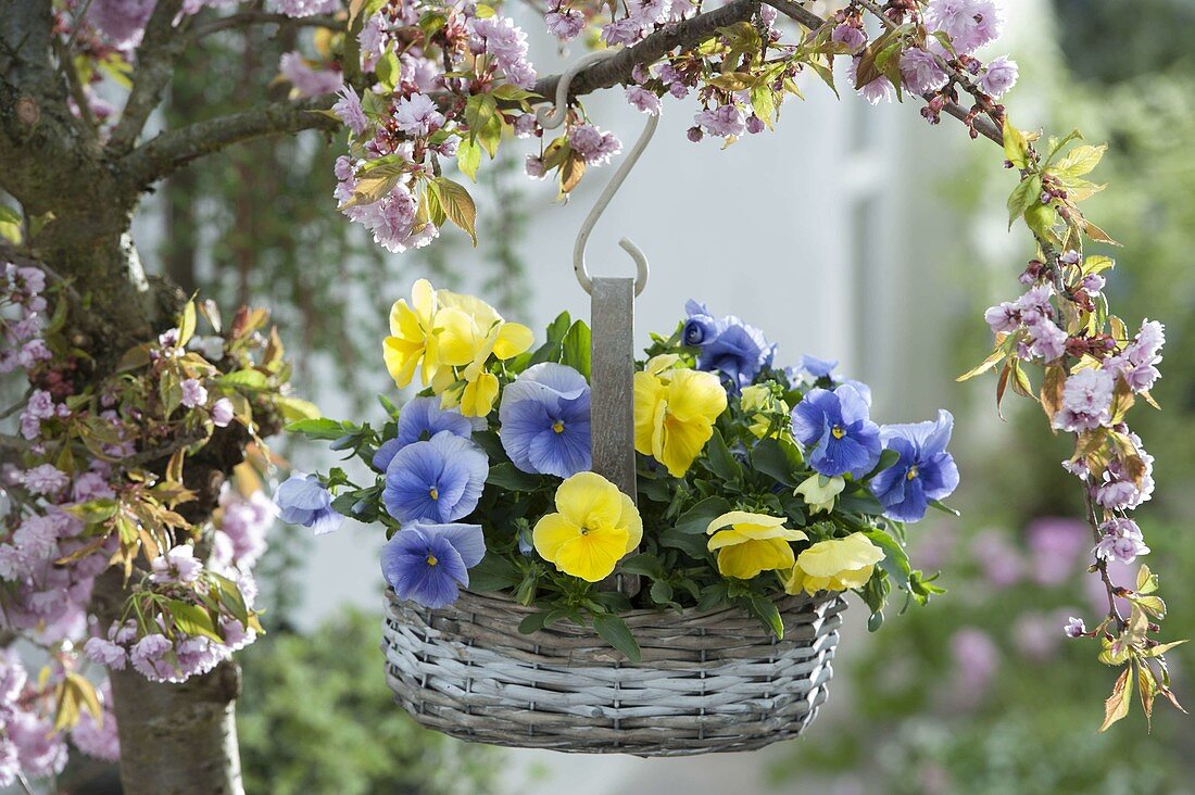 Viola wittrockiana Mariposa 'Primrose' 'Light Blue' in basket