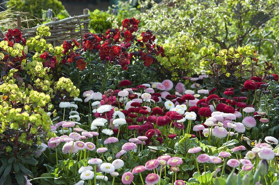 Spring bed with Bellis Tasso 'Strawberries & Cream' 'White' 'Red'.