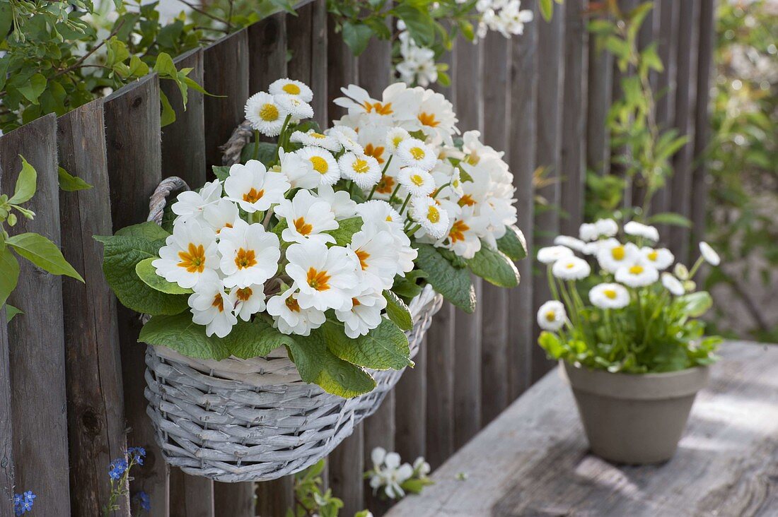 Korbkasten mit Primula acaulis 'White' (Fruehlingsprimeln) und Bellis