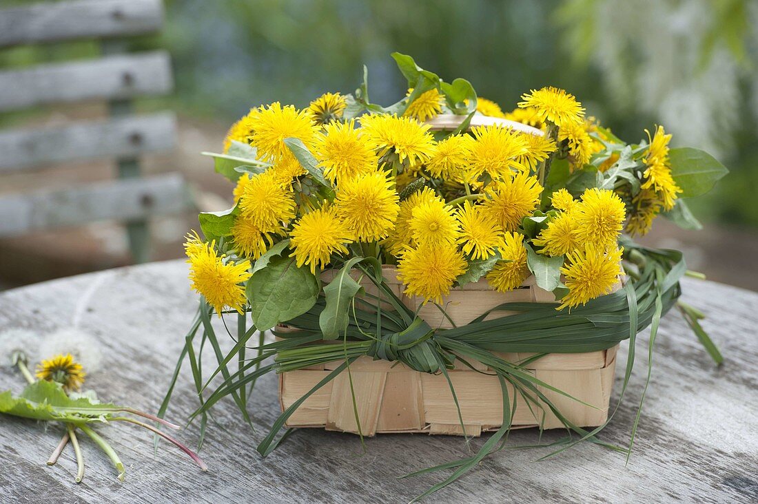 Basket with Taraxacum (dandelion) and grasses as a ribbon