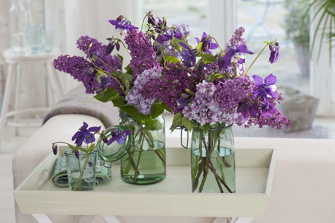 Purple bouquets of Syringa (lilac) and Aquilegia (columbine)