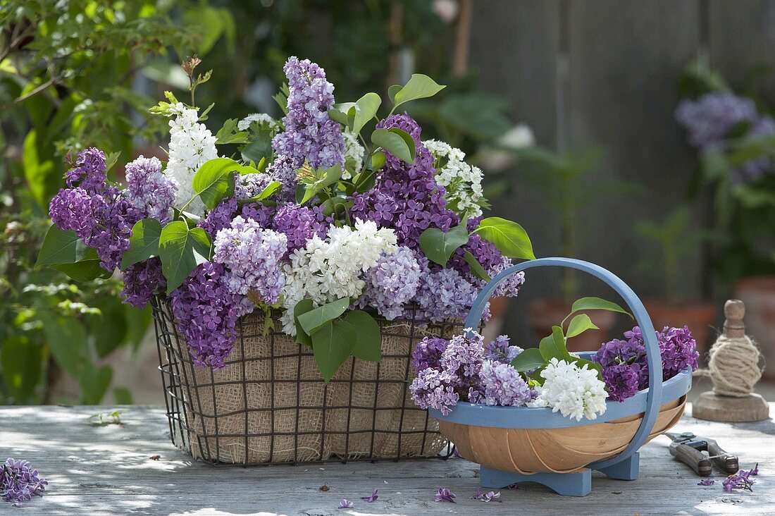 Frisch geschnittener Syringa (Flieder), gemischt in Farben , in Drahtkorb