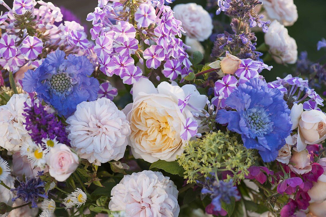 Strauss aus duftenden Rosa (Rosen), Phlox maculata 'Natascha'