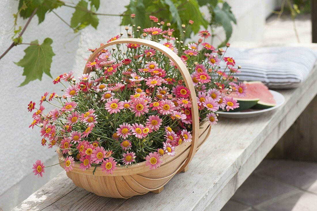 Argyranthemum 'Melone' (Margeriten) im Korb