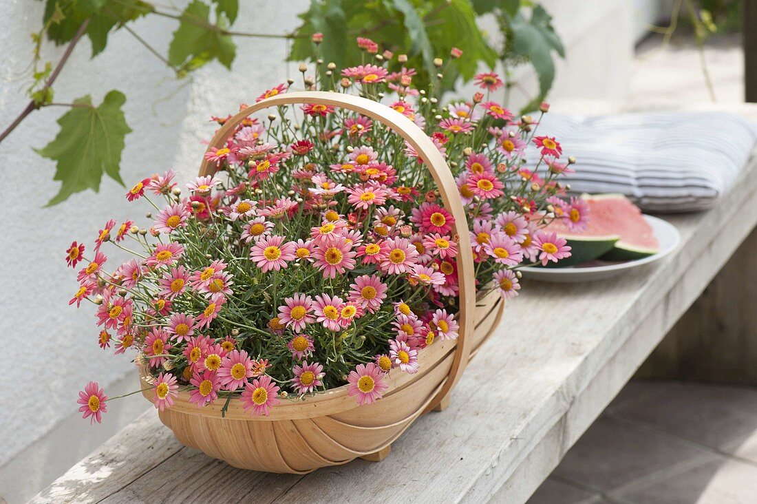 Argyranthemum 'melon', in the basket