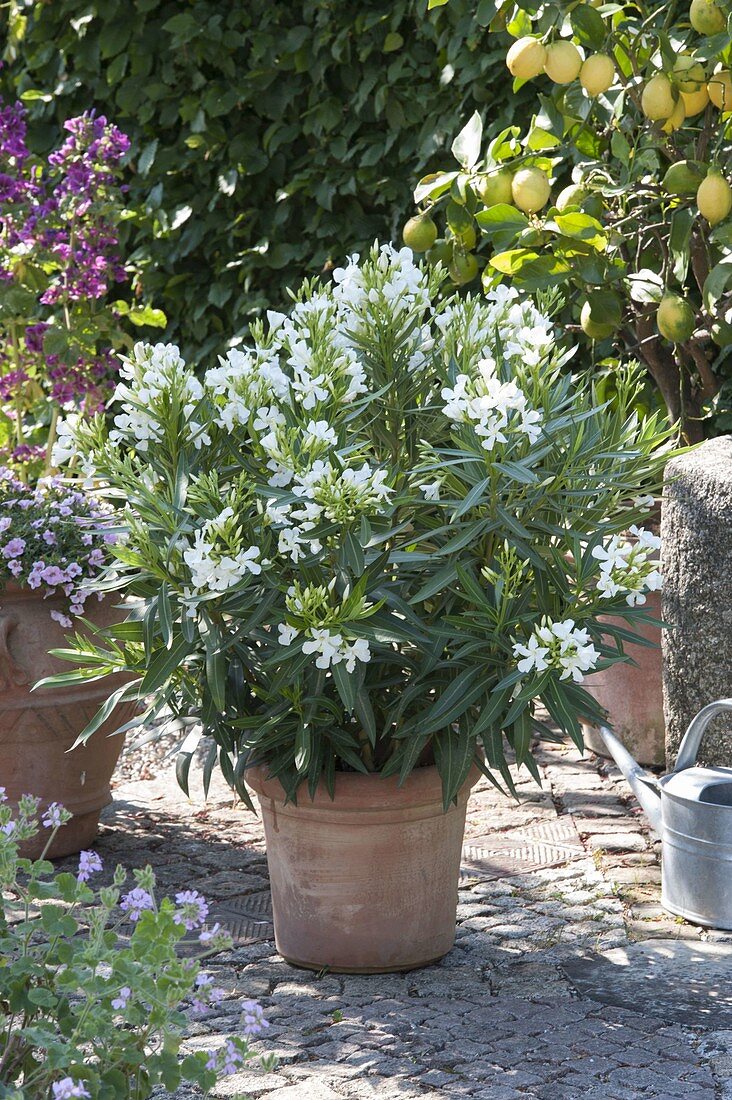 Nerium oleander 'Soeur Agnes' (White oleander) in terracotta pot