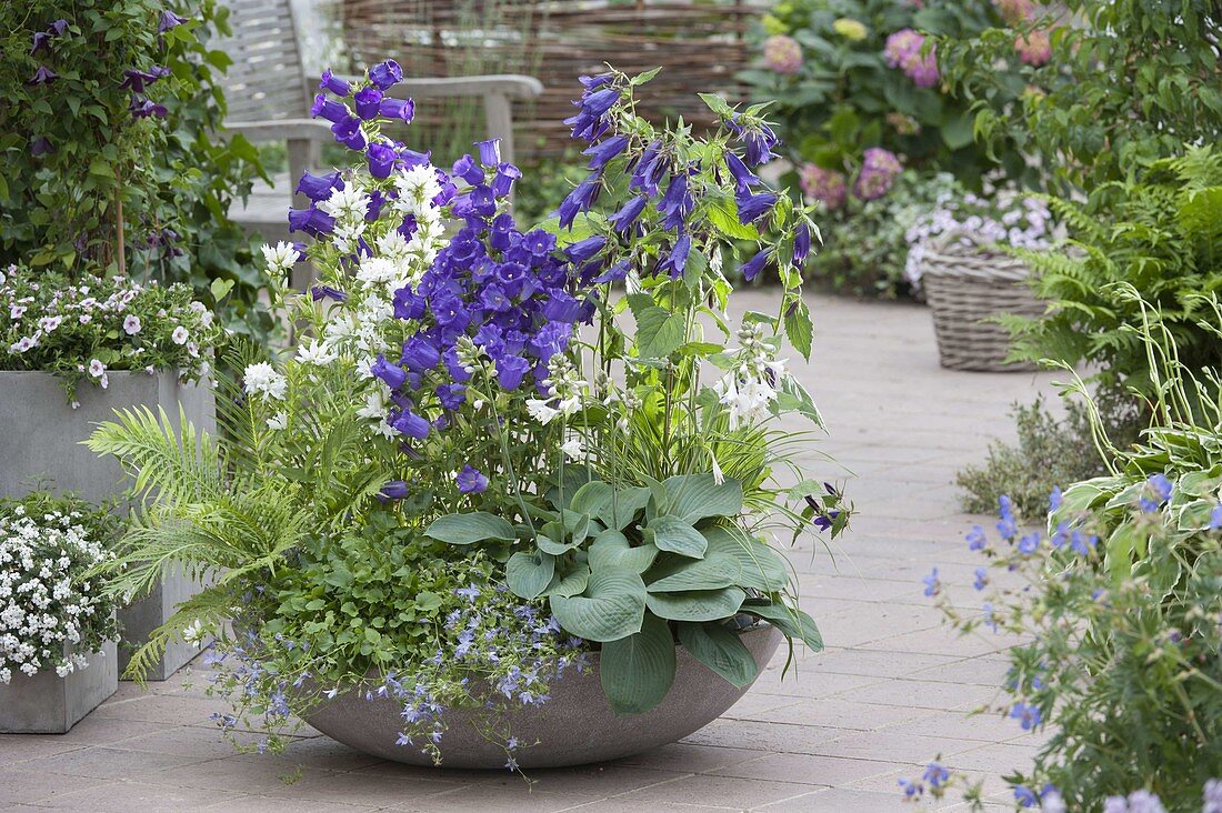 Bowl with different bluebells, Campula glomeata 'Alba'