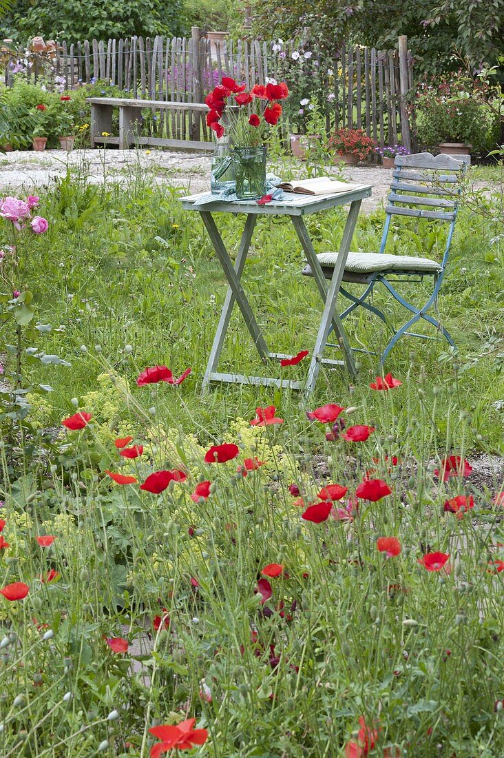 Natural garden with Papaver rhoeas (corn poppy) and Alchemilla (lady's mantle)