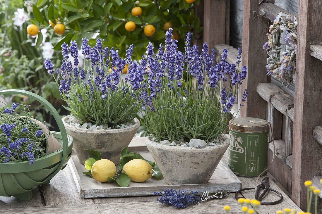 Lavender 'Hidcote Blue' in conical pots