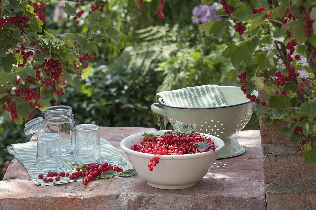 Frisch gepflückte rote Johannisbeeren (Ribes rubrum) in Schale