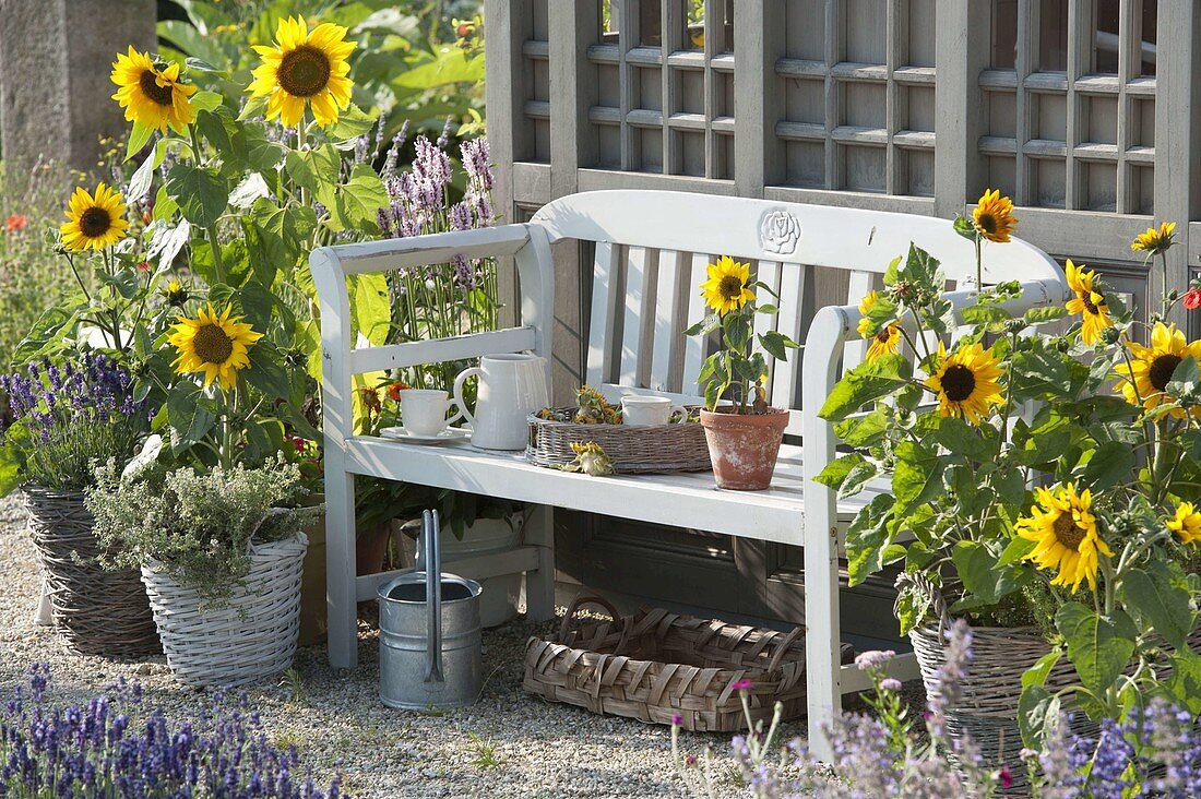 Bank zwischen Sonnenblumen am Gartenhaus