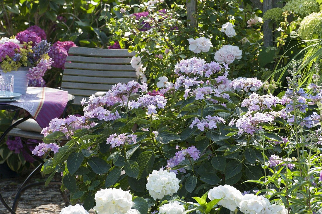 Seat in the shade garden between Hydrangea (Hydrangea), Rosa (Rose)