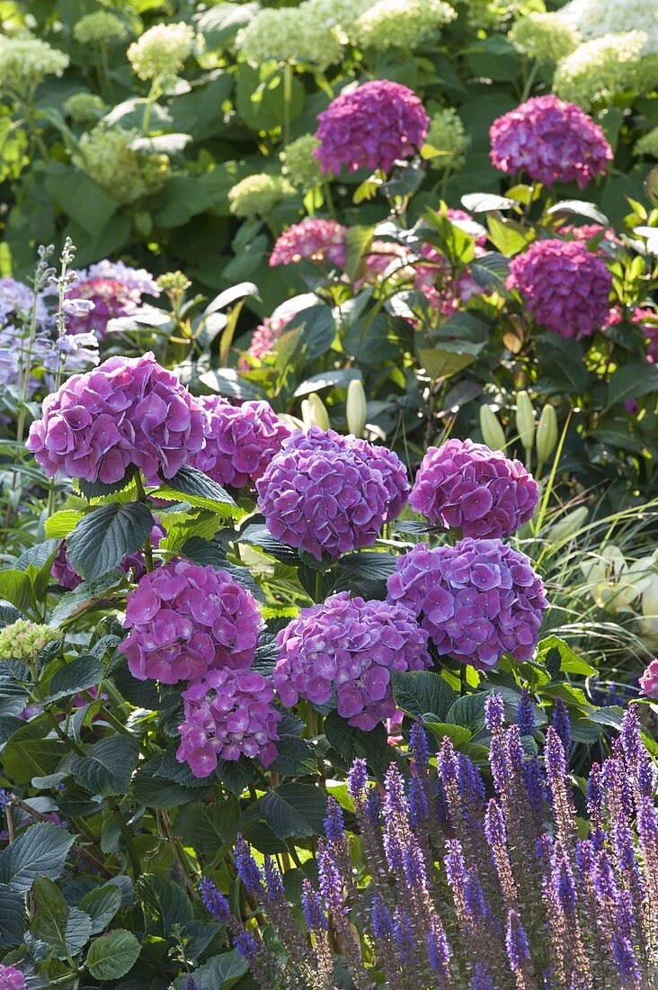 Hydrangea macrophylla (Hortensie) und Salvia nemorosa (Ziersalbei)