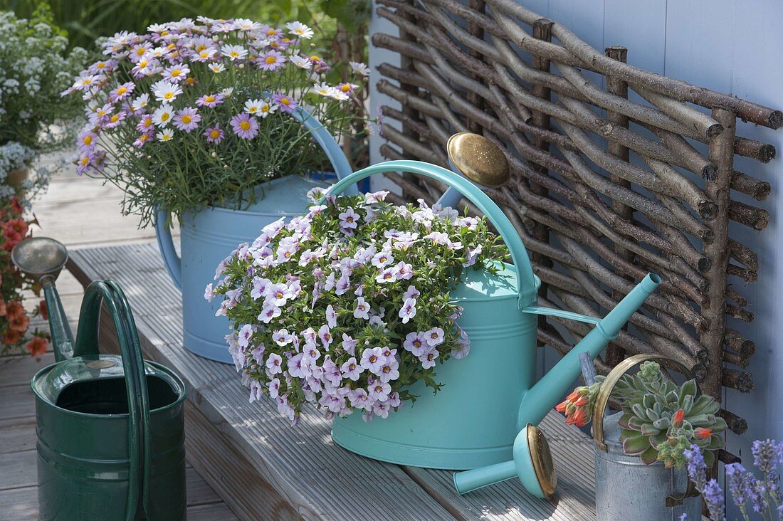 Coloured watering cans planted with balcony flowers: Calibrachoa 'Dream Kisses