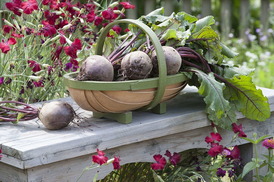 Basket with freshly harvested beetroot (Beta vulgaris) on a small side table