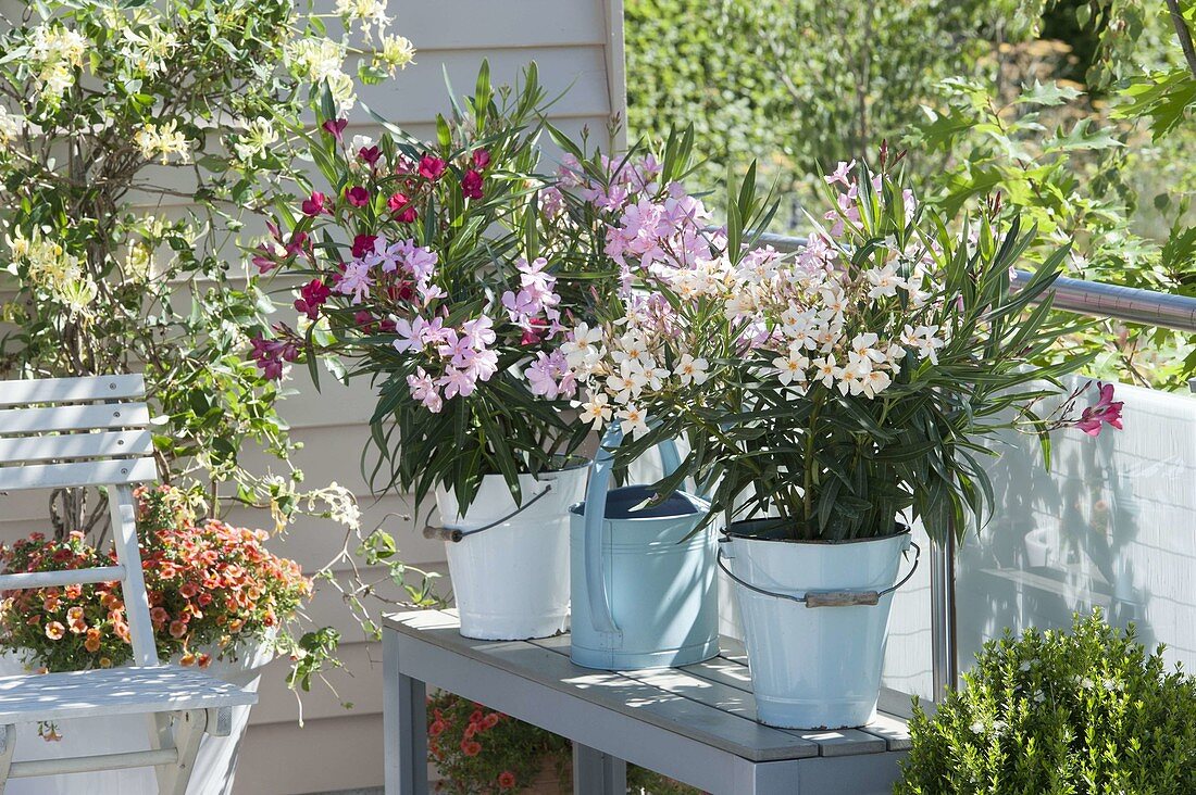 Nerium oleander (oleander) in enameled buckets