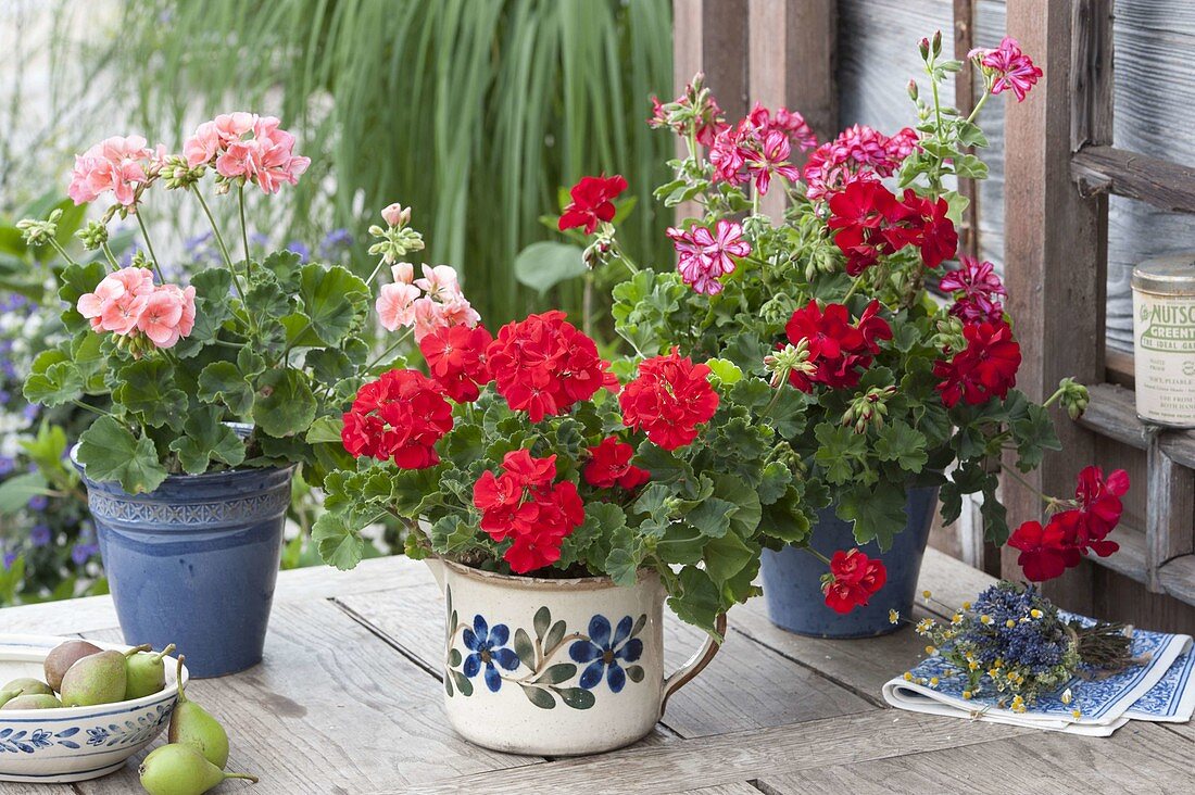 Pelargonium zonale und peltatum (Stehende und hängende Geranien)