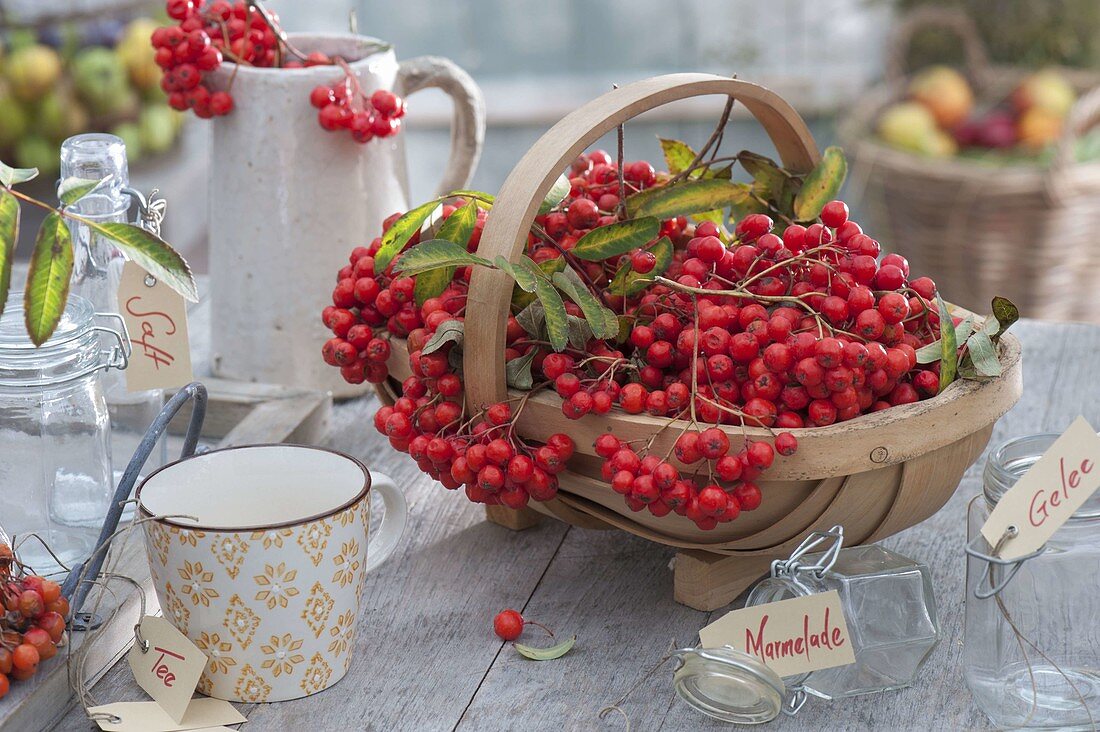 Basket with freshly harvested berries of Sorbus aucuparia 'Edulis' (mountain ash)
