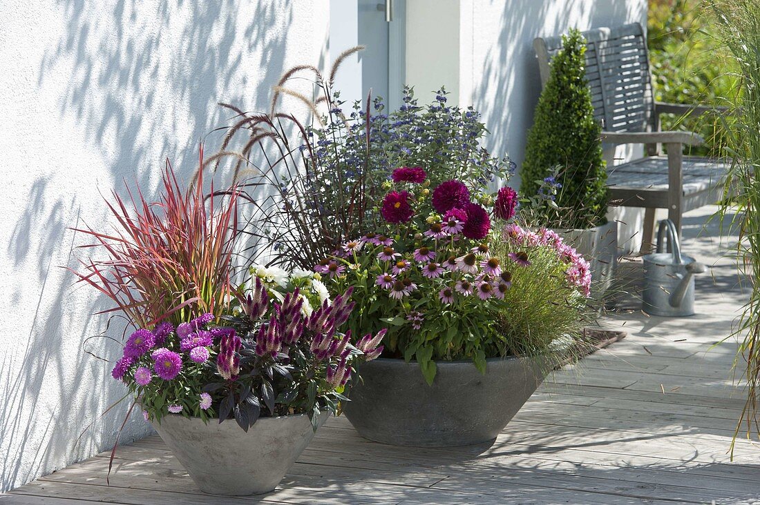 Late summer planted bowls at the entrance