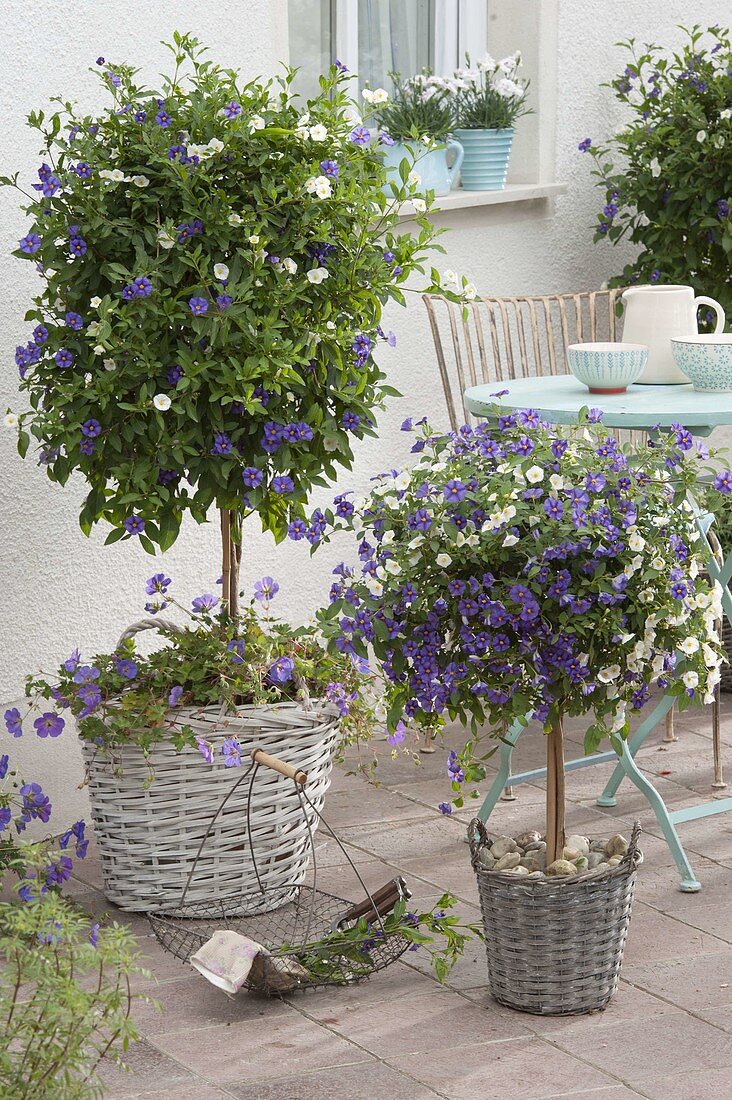 Blue and white terrace: Solanum rantonnetii 'Bavaria' (gentian tree)