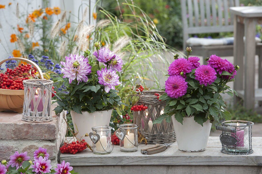 Dahlia (Dahlien) und Sorbus (Eberesche, Vogelbeeren), Windlichter