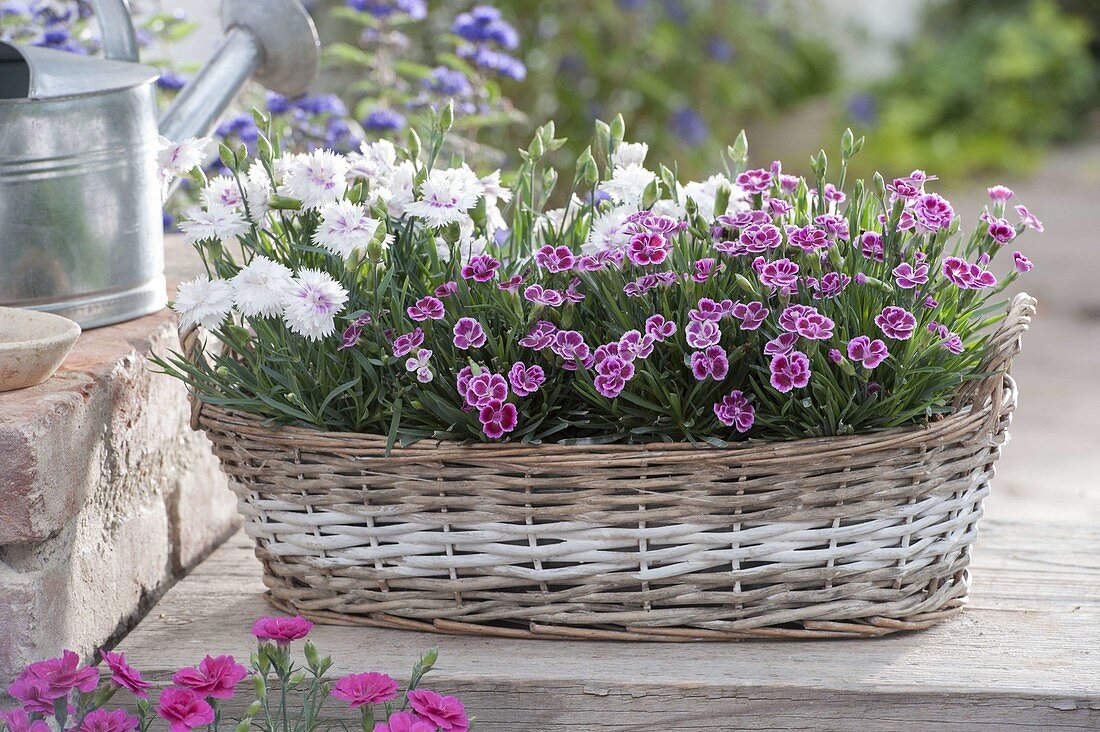 Dianthus 'Pink Kisses' White Eye '(Nelken) im Korb