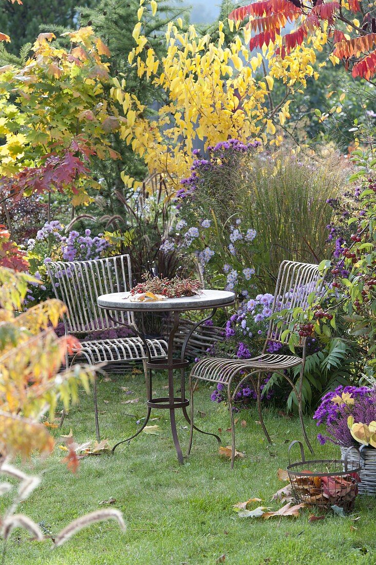 Small seat on lawn by autumn bed with asters and shrubs