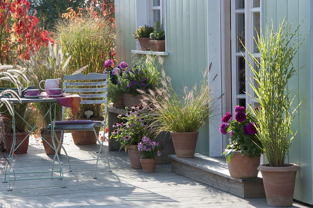 Herbstterrasse mit Gräsern und Dahlien