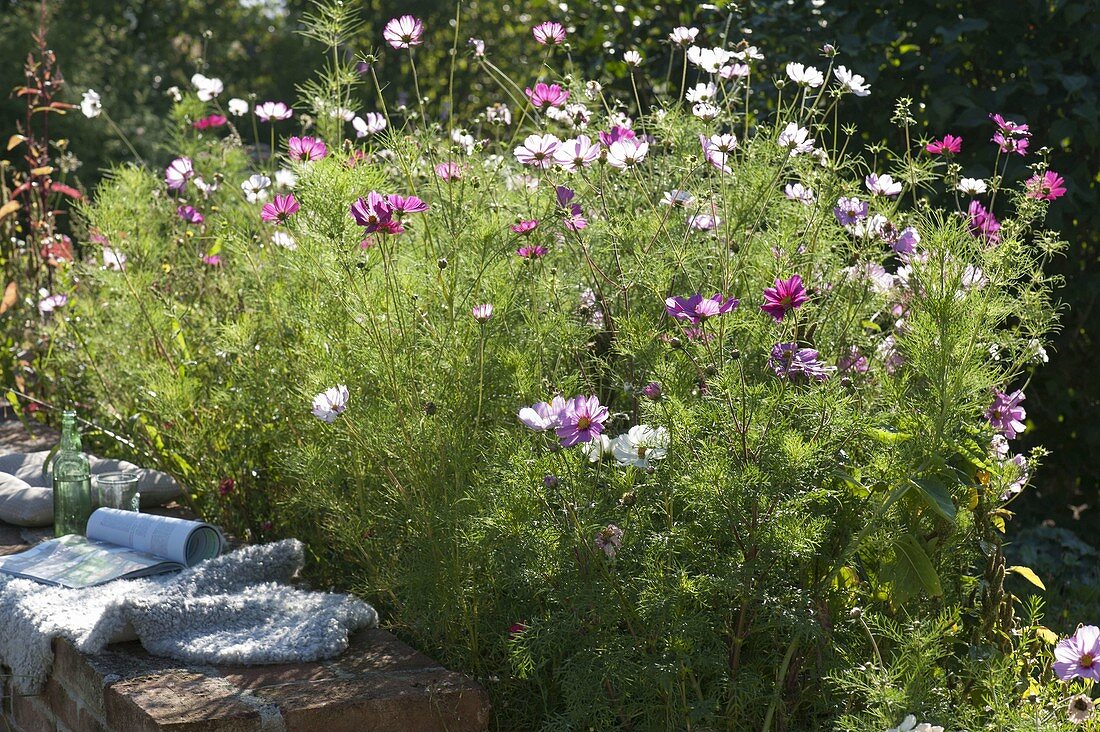 Planting a prairie bed with annual summer flowers
