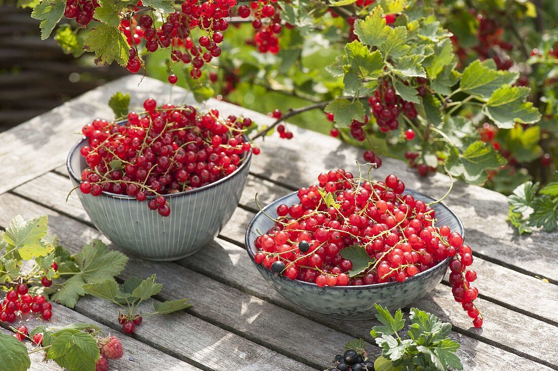 Freshly picked redcurrants in small bowls