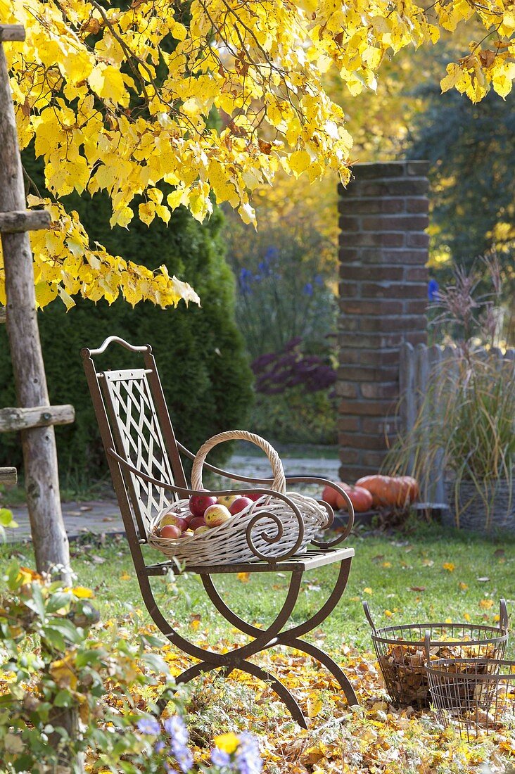 Eiserner Stuhl unter Tilia (Linde) mit leuchtend gelbem Herbstlaub